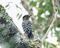 Image of Stripe-breasted Woodpecker