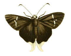 Image of Typhedanus crameri McHenry 1960