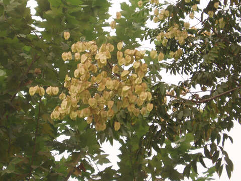 Image of Golden-rain tree