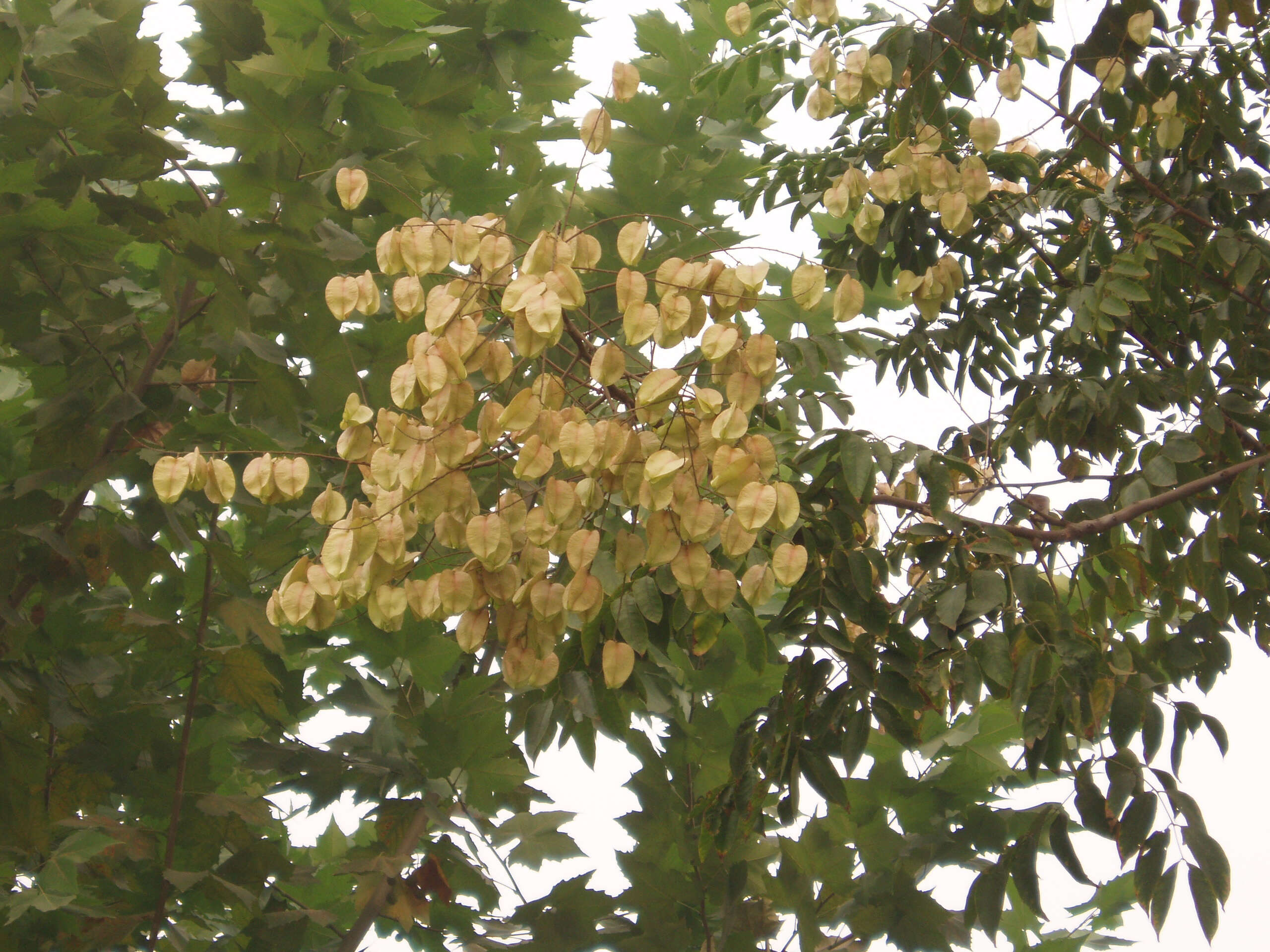 Image of Golden-rain tree