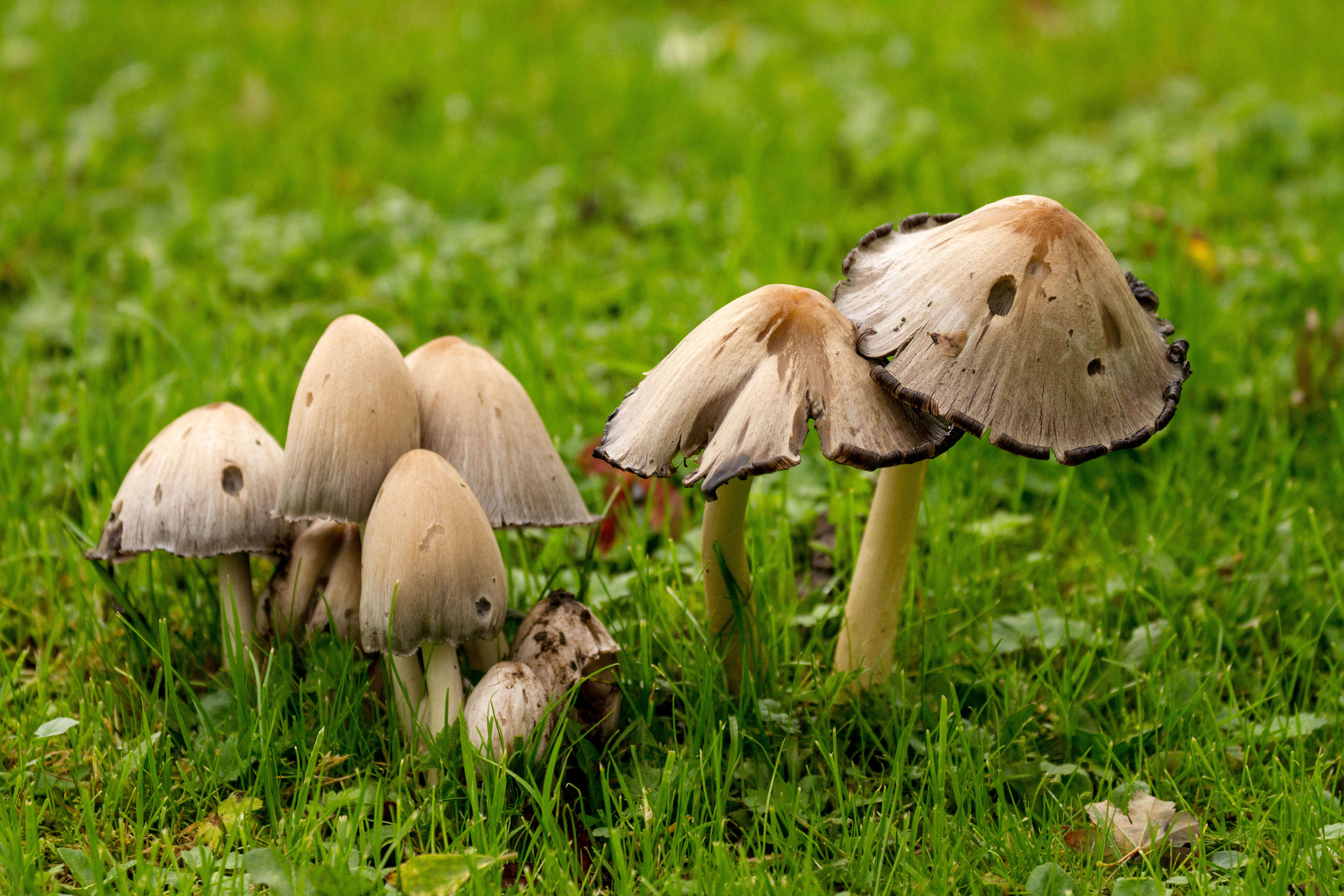 Coprinopsis atramentaria (Bull.) Redhead, Vilgalys & Moncalvo 2001 resmi