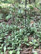 Imagem de Antennaria howellii subsp. petaloidea (Fern.) R. J. Bayer