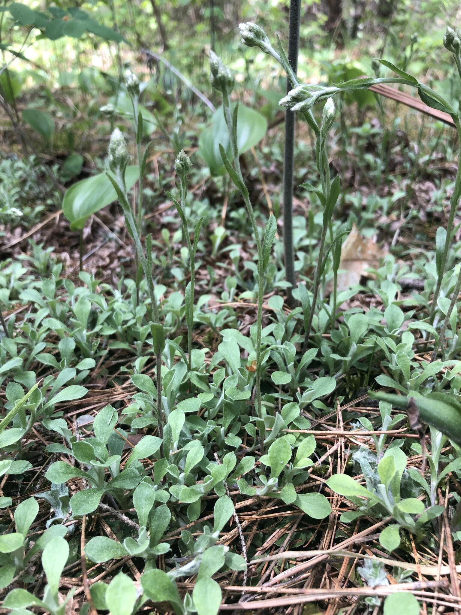 Image de Antennaria howellii subsp. petaloidea (Fern.) R. J. Bayer