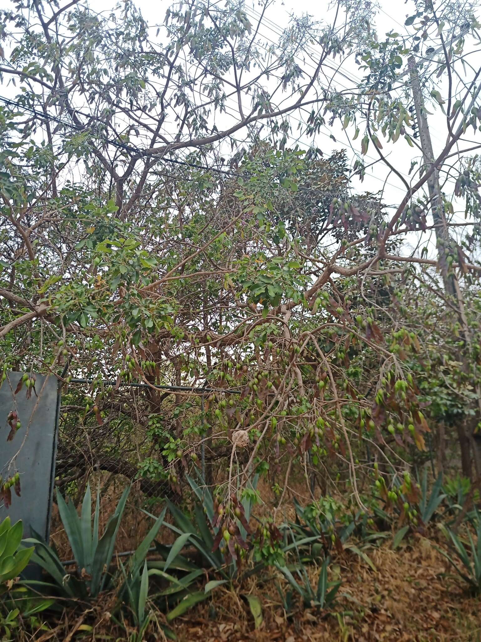 Sivun Vatairea macrocarpa (Benth.) Ducke kuva