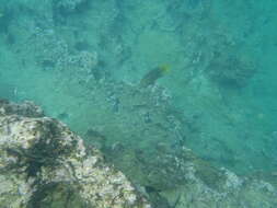 Image of Mexican hogfish