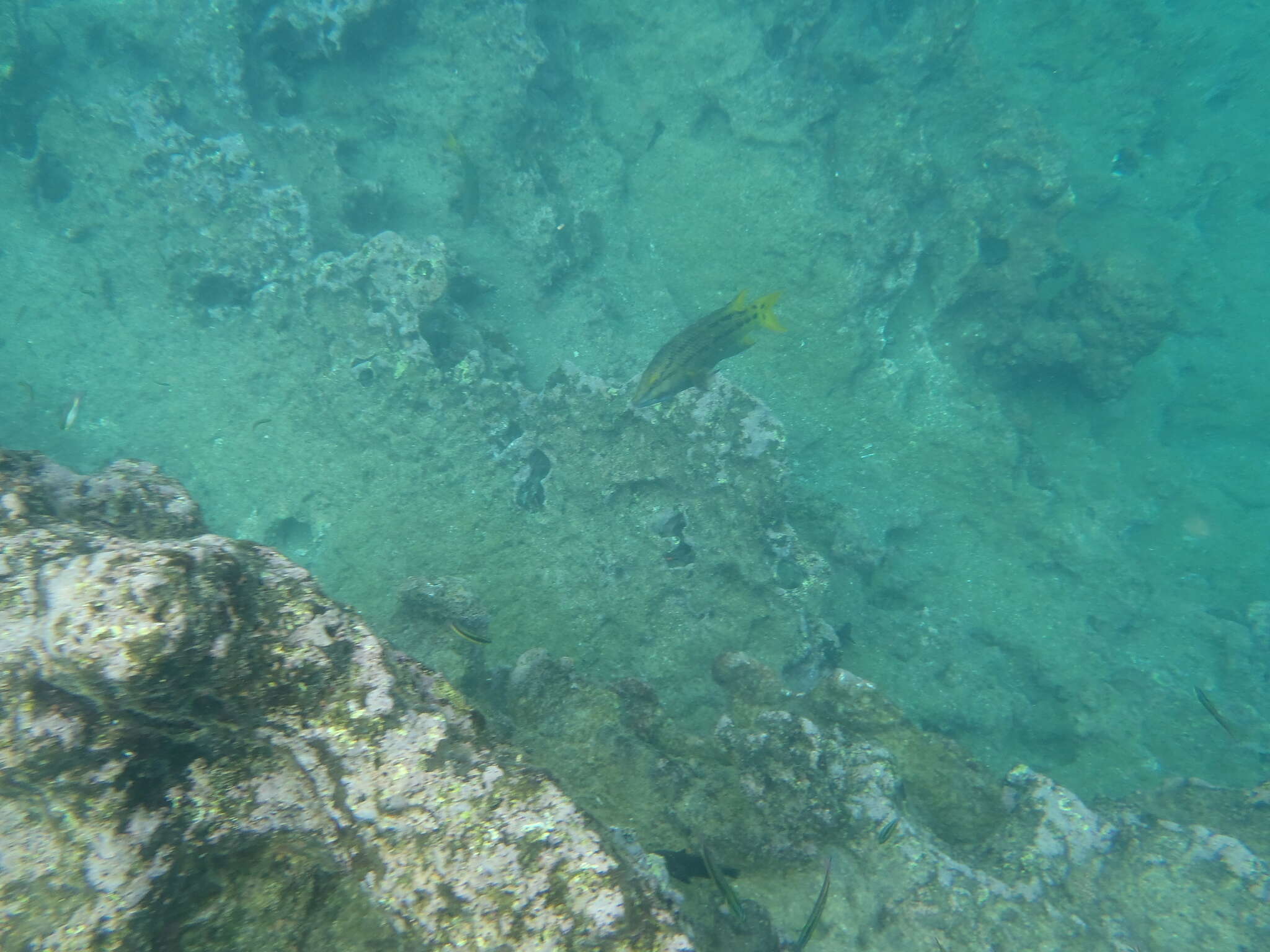 Image of Mexican hogfish