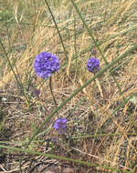 Image of bluehead gilia