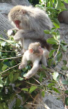 Image de Macaque Japonais