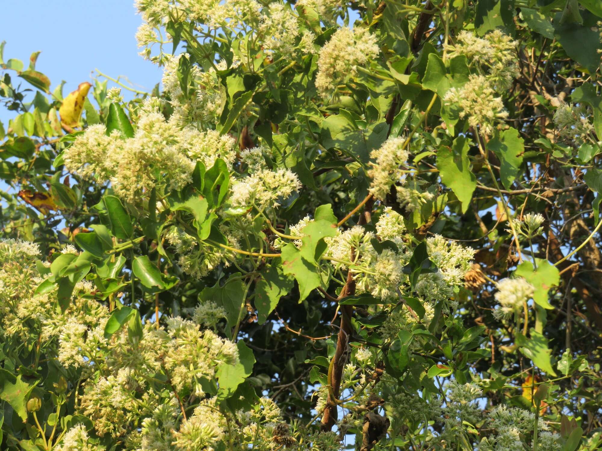 Mikania natalensis DC. resmi