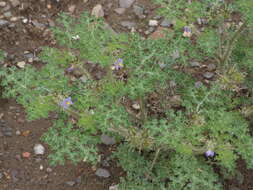 Image of melonleaf nightshade