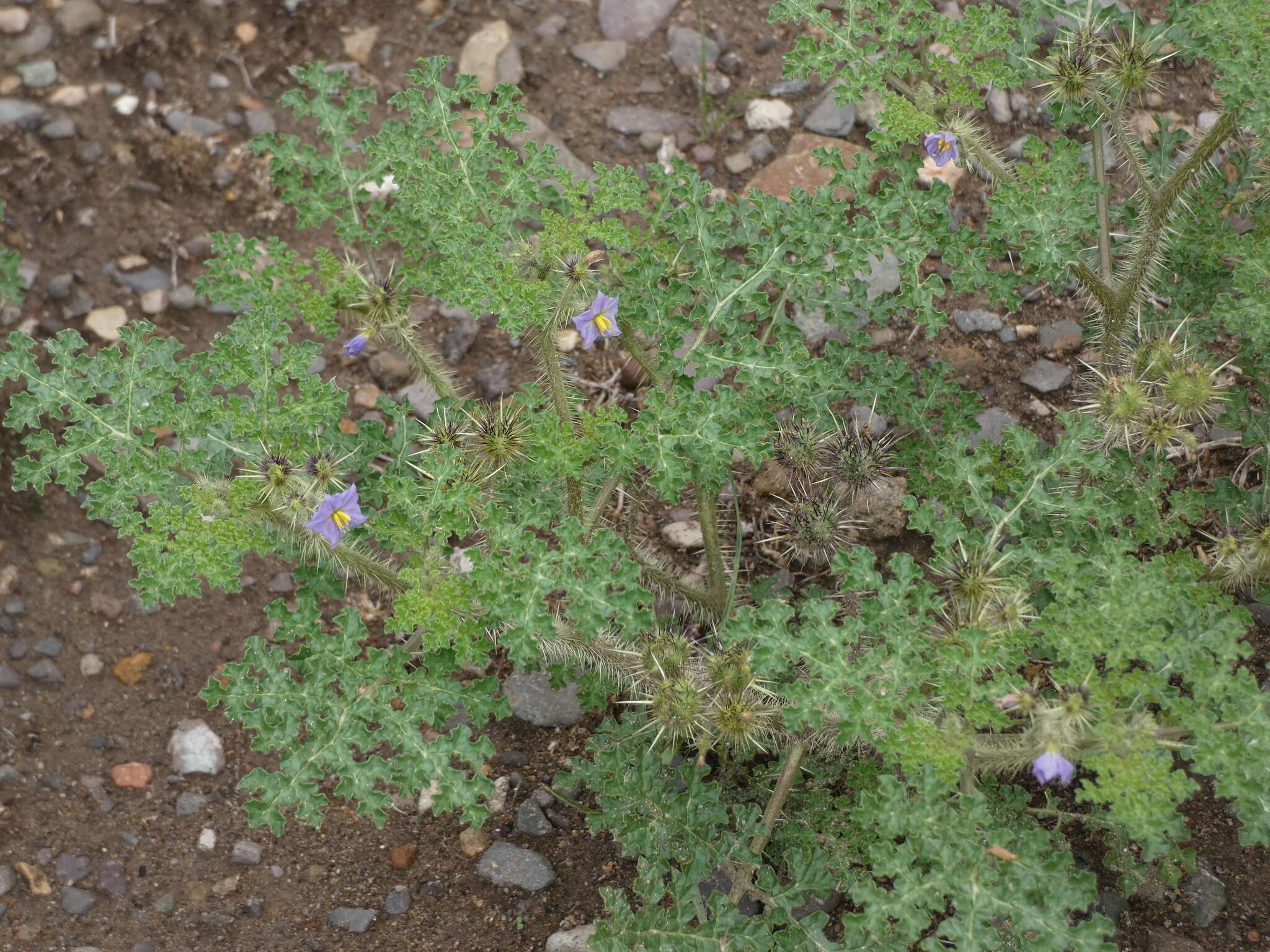 Image de Solanum heterodoxum Dun.