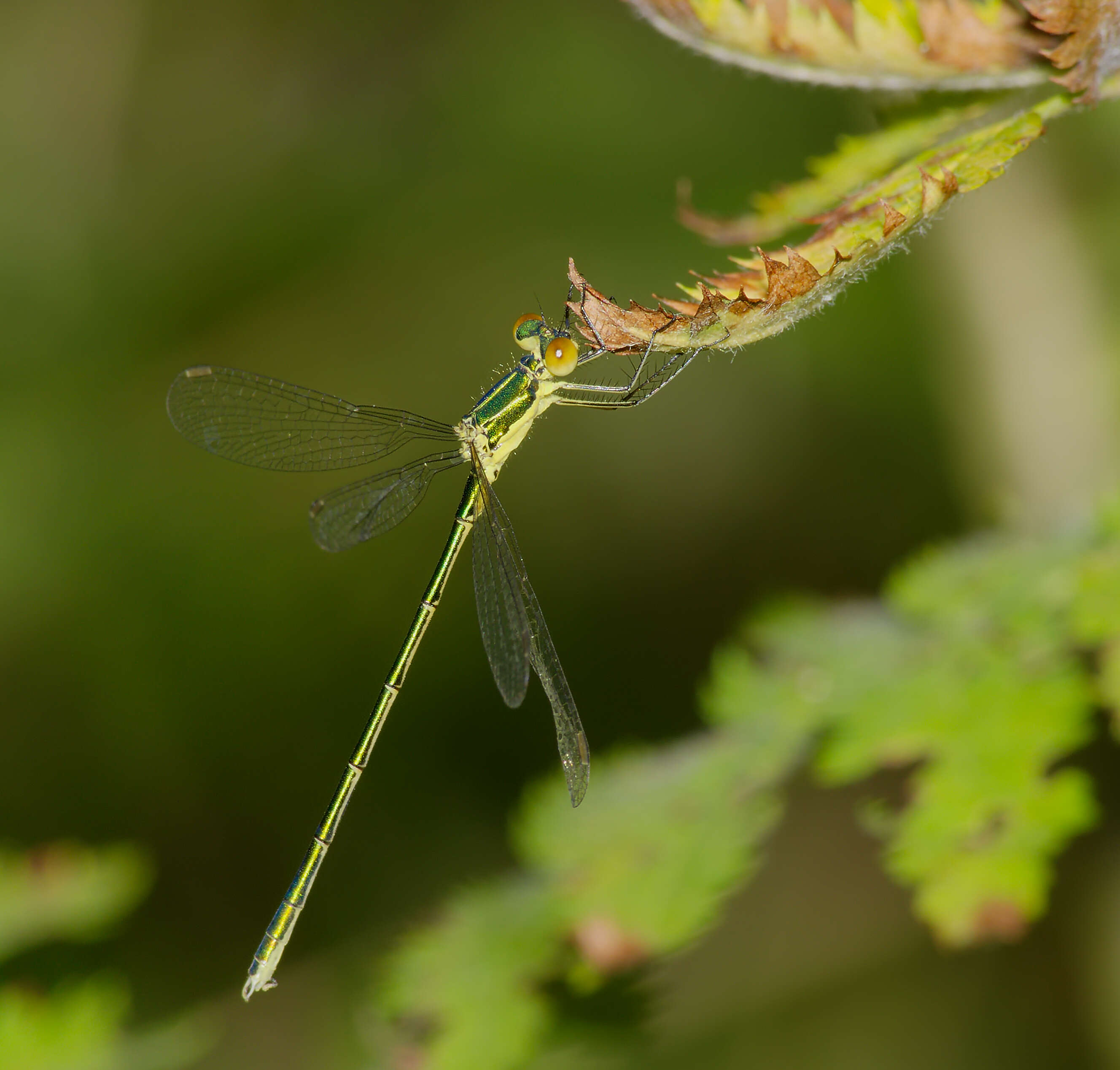 Image of Small Emerald Spreadwing