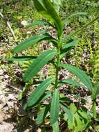 Image of Darlington's Glade Spurge