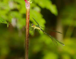 Image of Small Emerald Spreadwing