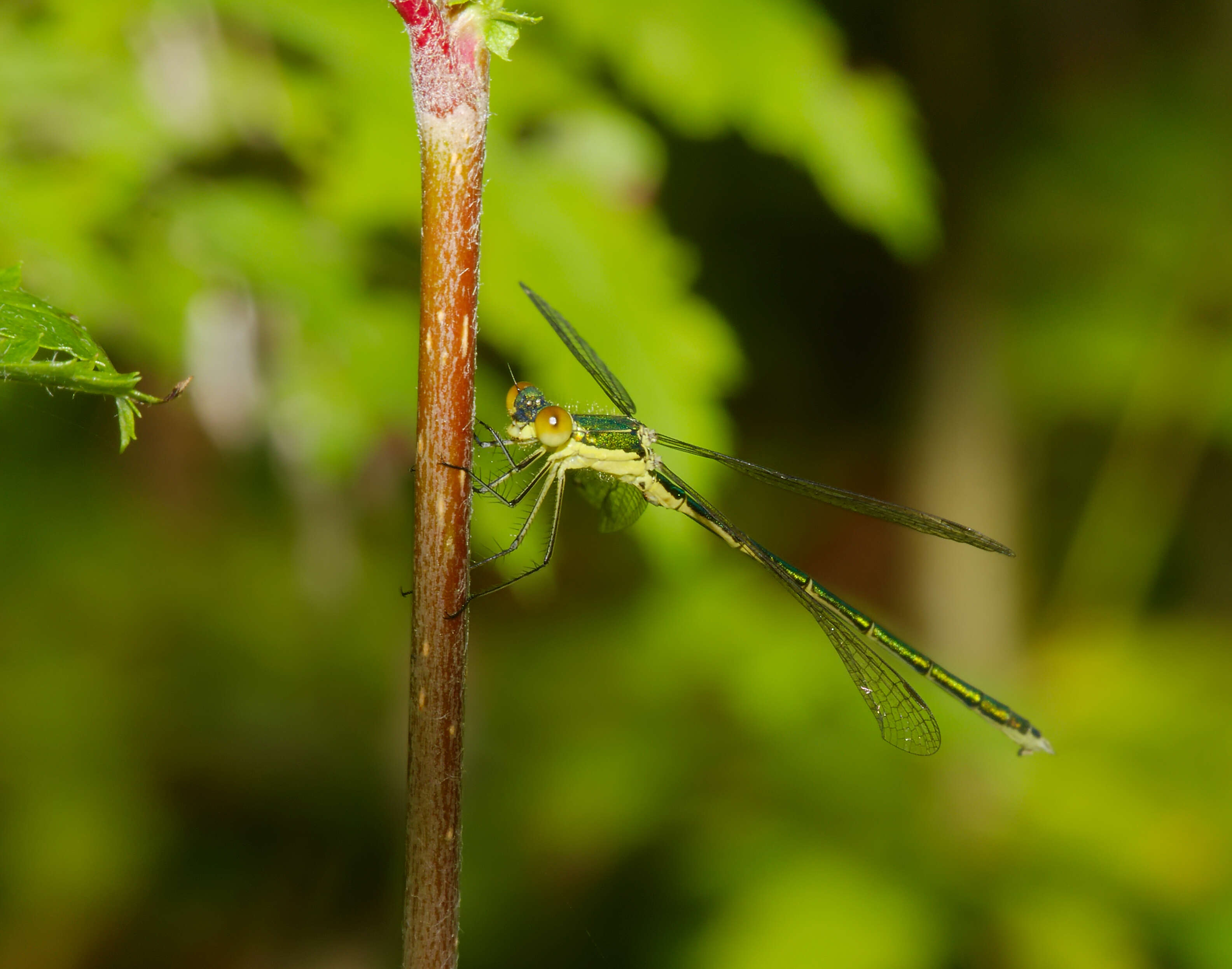 Image of Small Emerald Spreadwing