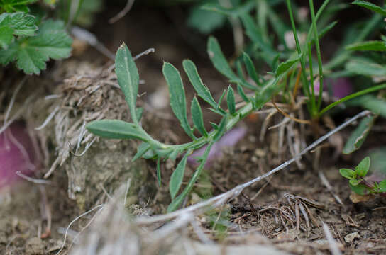 Image of Carduncellus mitissimus (L.) DC.