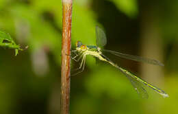 Image of Small Emerald Spreadwing