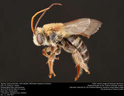Image of Tepanec Long-horned Bee