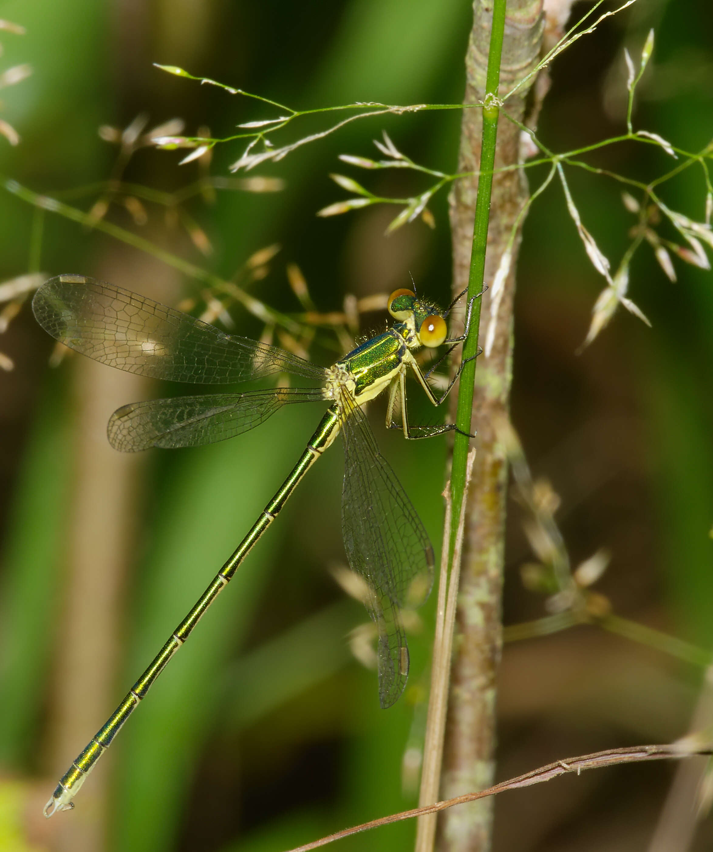 Image of Small Emerald Spreadwing