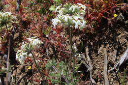 Imagem de Glandularia multiglandulosa (Moldenke) P. Peralta