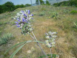 Imagem de Psoralea cyphocalyx A. Gray