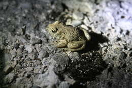 Image of Midwife toads