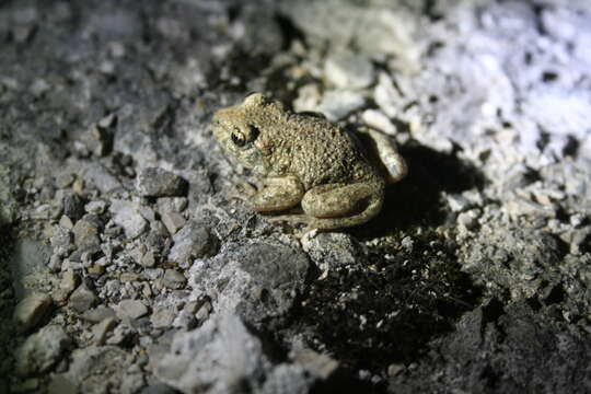 Image of Midwife toads