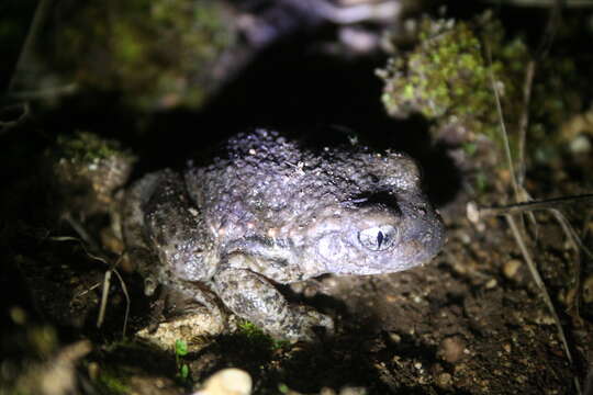 Image of Midwife toads