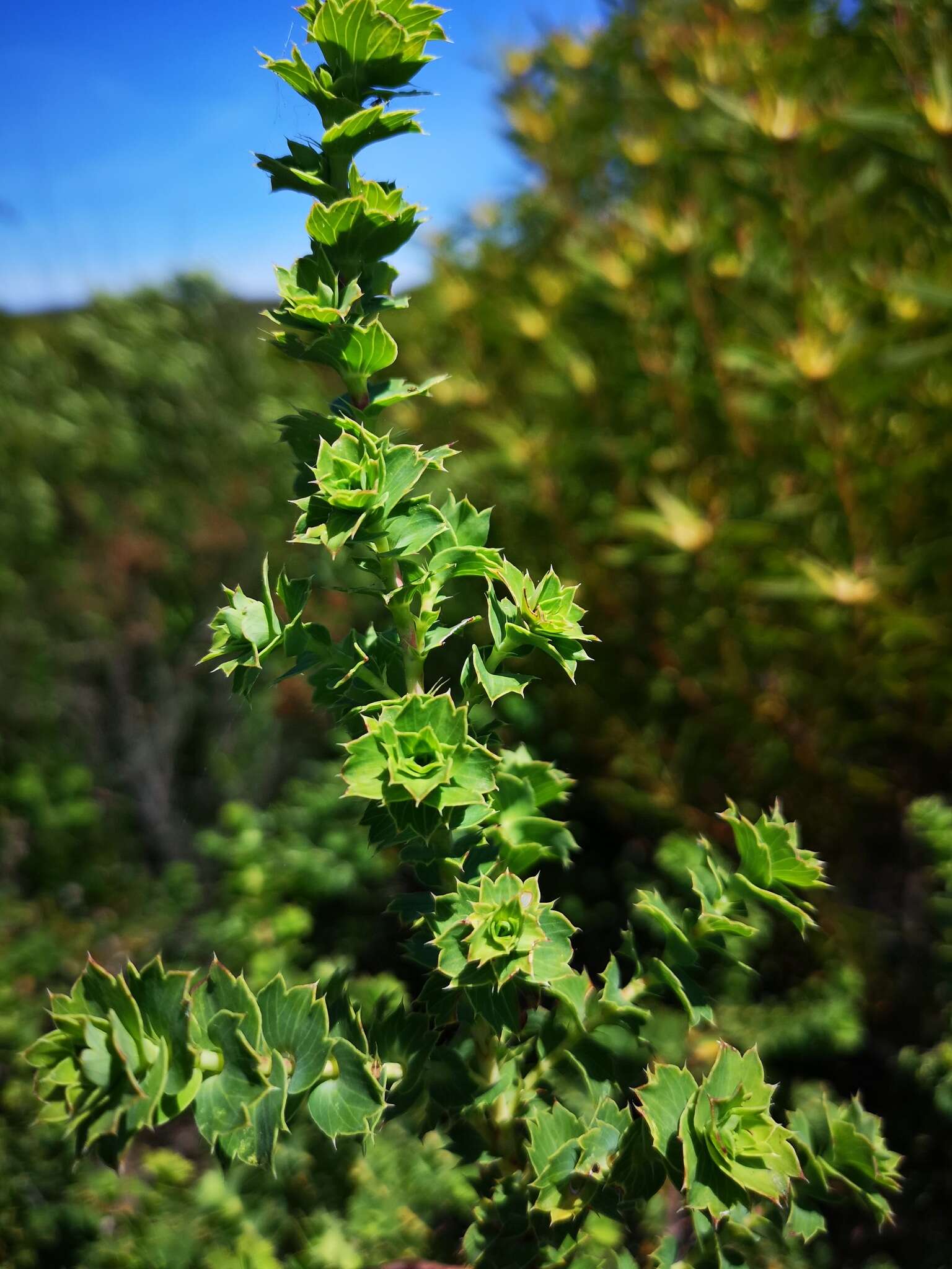 Image of Cliffortia schlechteri (Weim.) C. Whitehouse