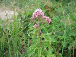 Image of hemp agrimony