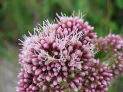 Image of hemp agrimony