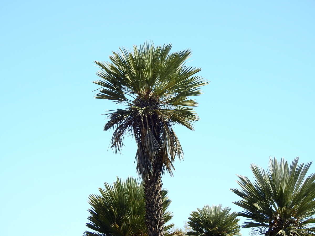 Trithrinax campestris (Burmeist.) Drude & Griseb. resmi