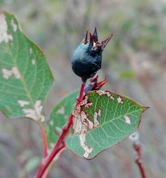 Image of Snowy Mespilus