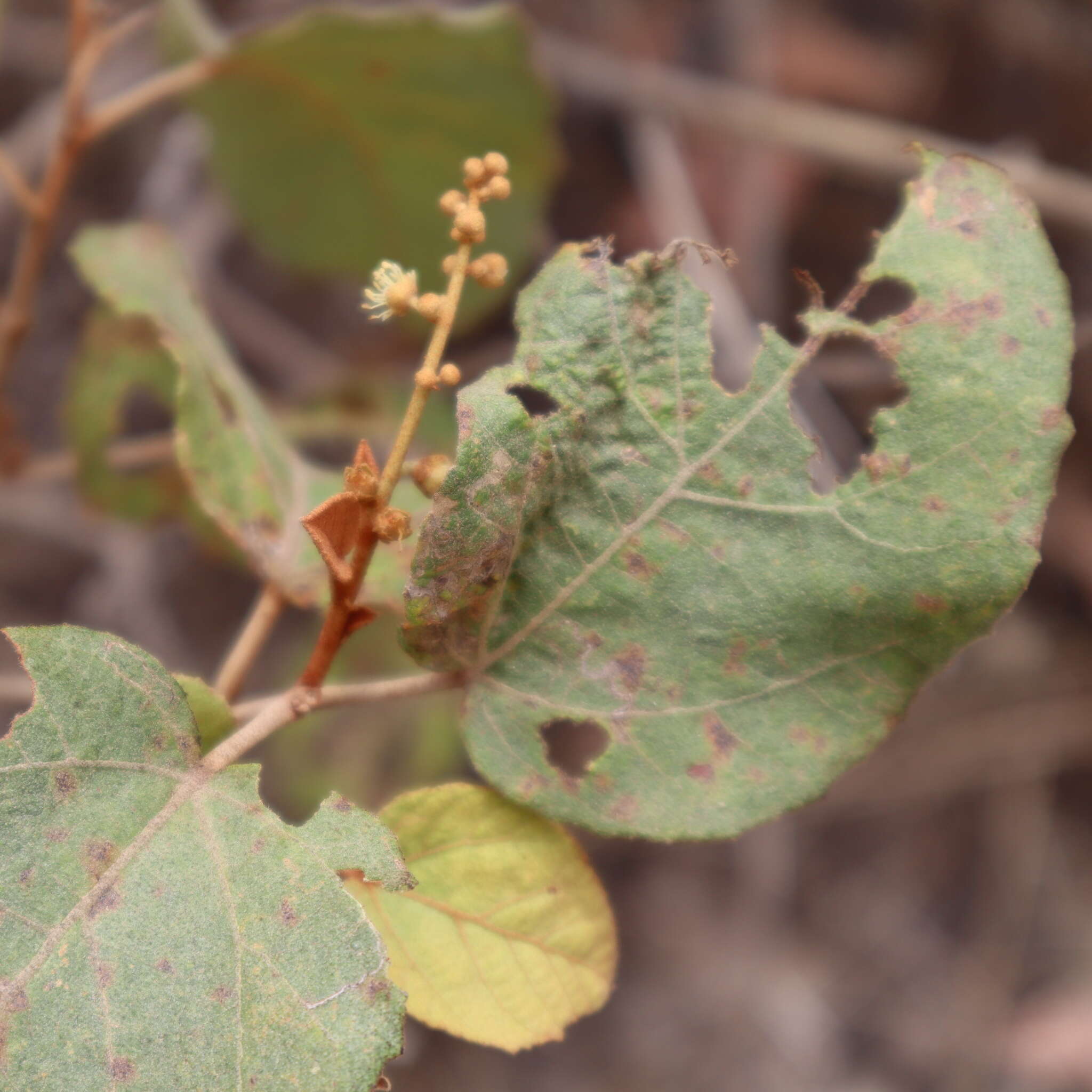 Image of Croton arnhemicus Müll. Arg.