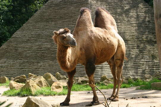 Image of Bactrian camel