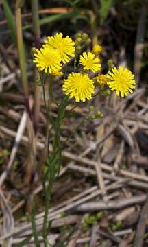 Image of narrowleaf hawksbeard