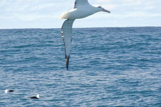 Image of Royal Albatross