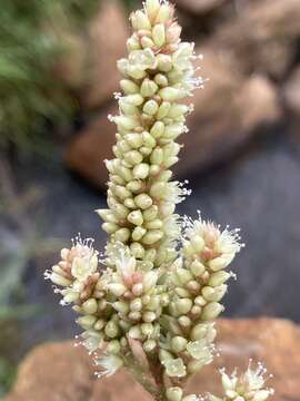 Image of Taper-Tip Smartweed