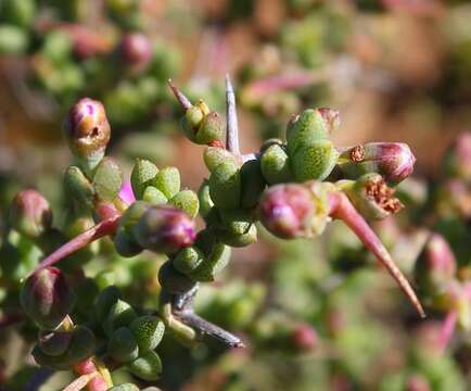 Image of Ruschia divaricata L. Bol.