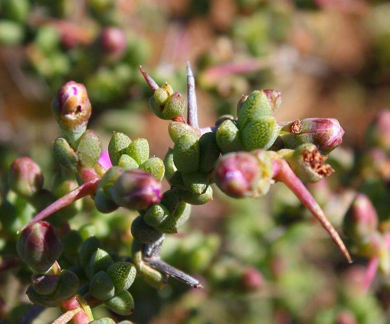 Ruschia divaricata L. Bol. resmi