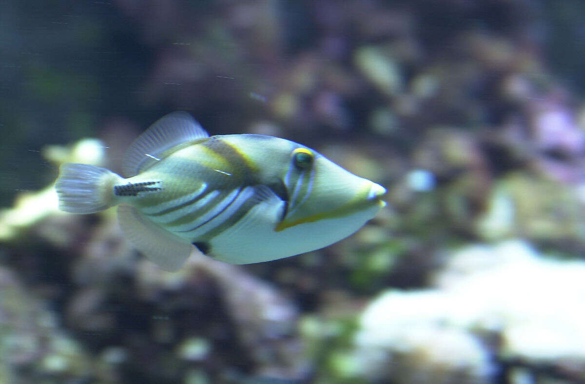 Image of Lagoon triggerfish