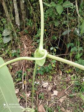 Image de Aristolochia ringens Vahl