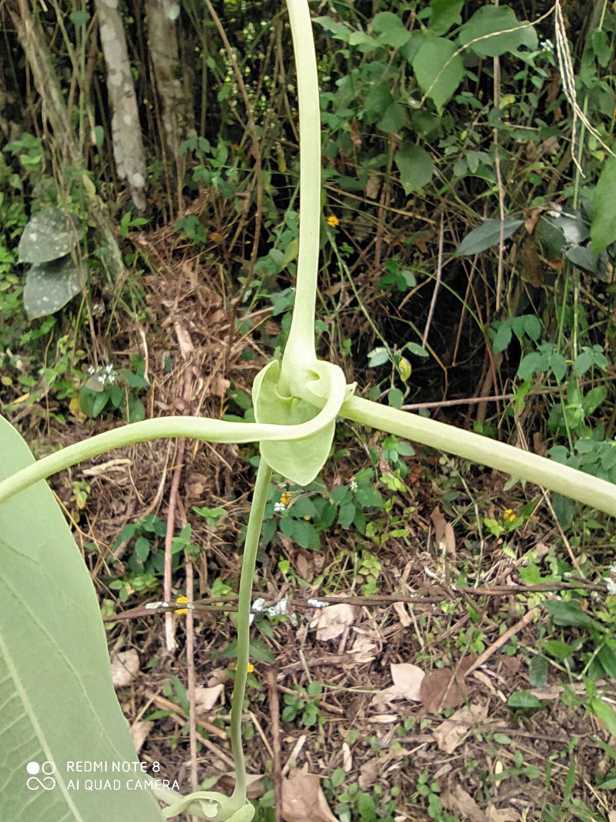 Image de Aristolochia ringens Vahl