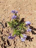 Image de Penstemon strictiformis Rydb.