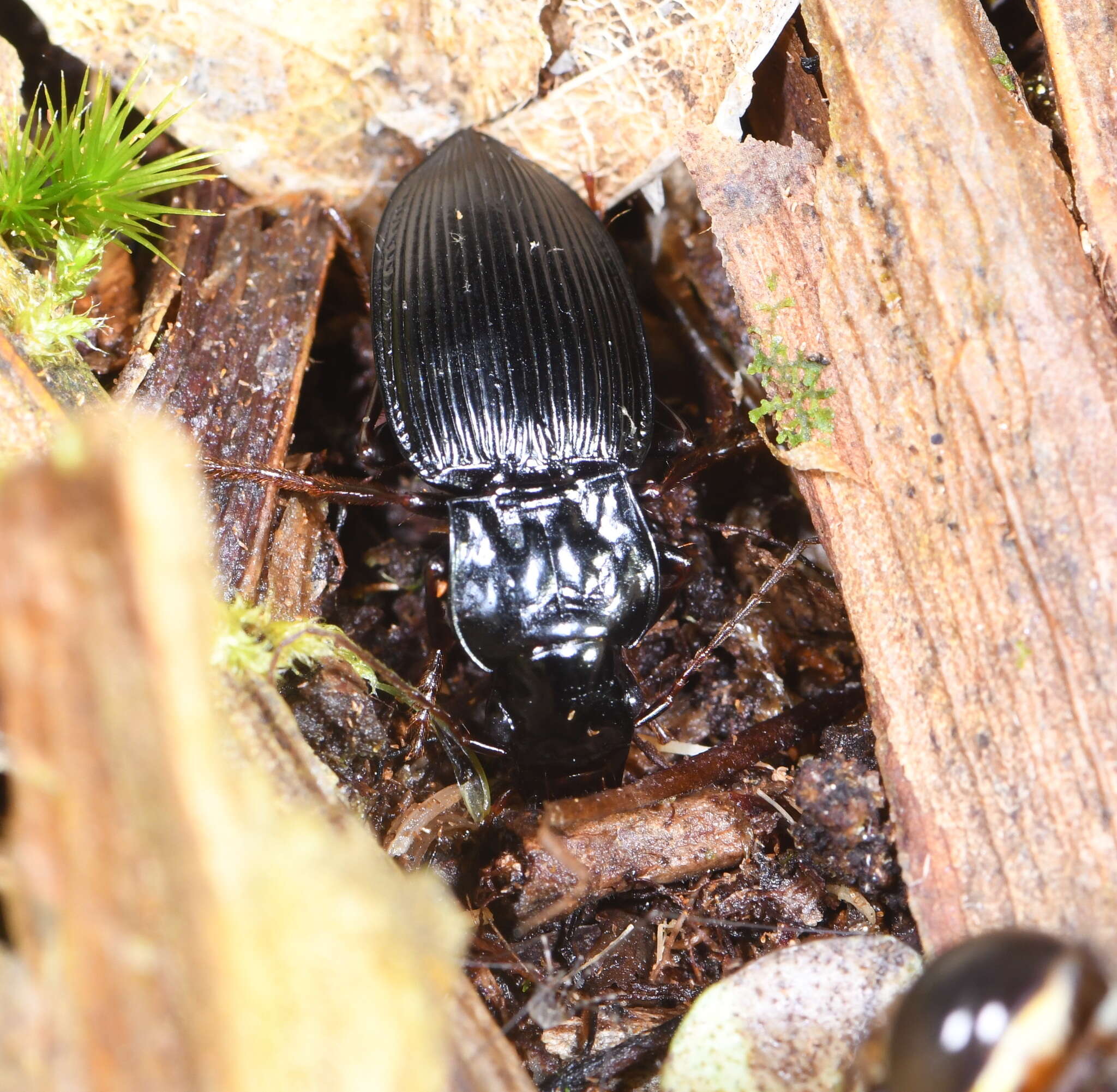 Image of Parabaris atratus Broun 1881