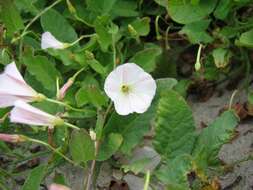 Image of Field Bindweed