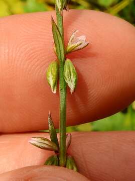 Image de Polygonum douglasii Greene