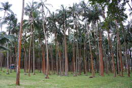 Image of Barbel palm