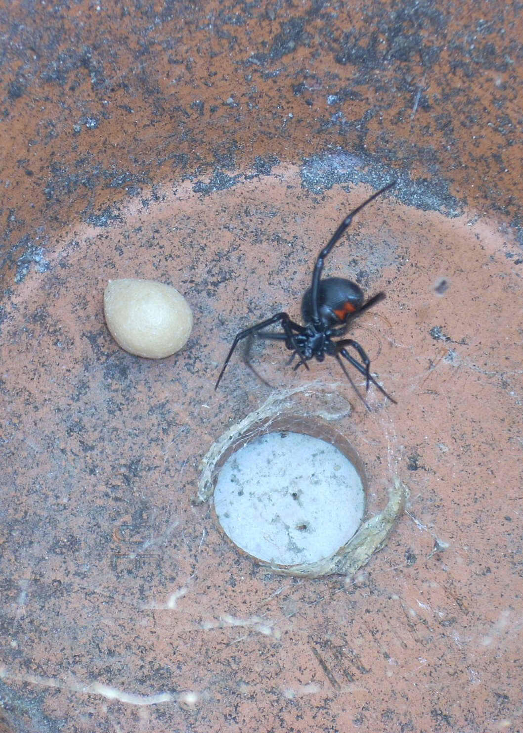 Image of Western Black Widow spider