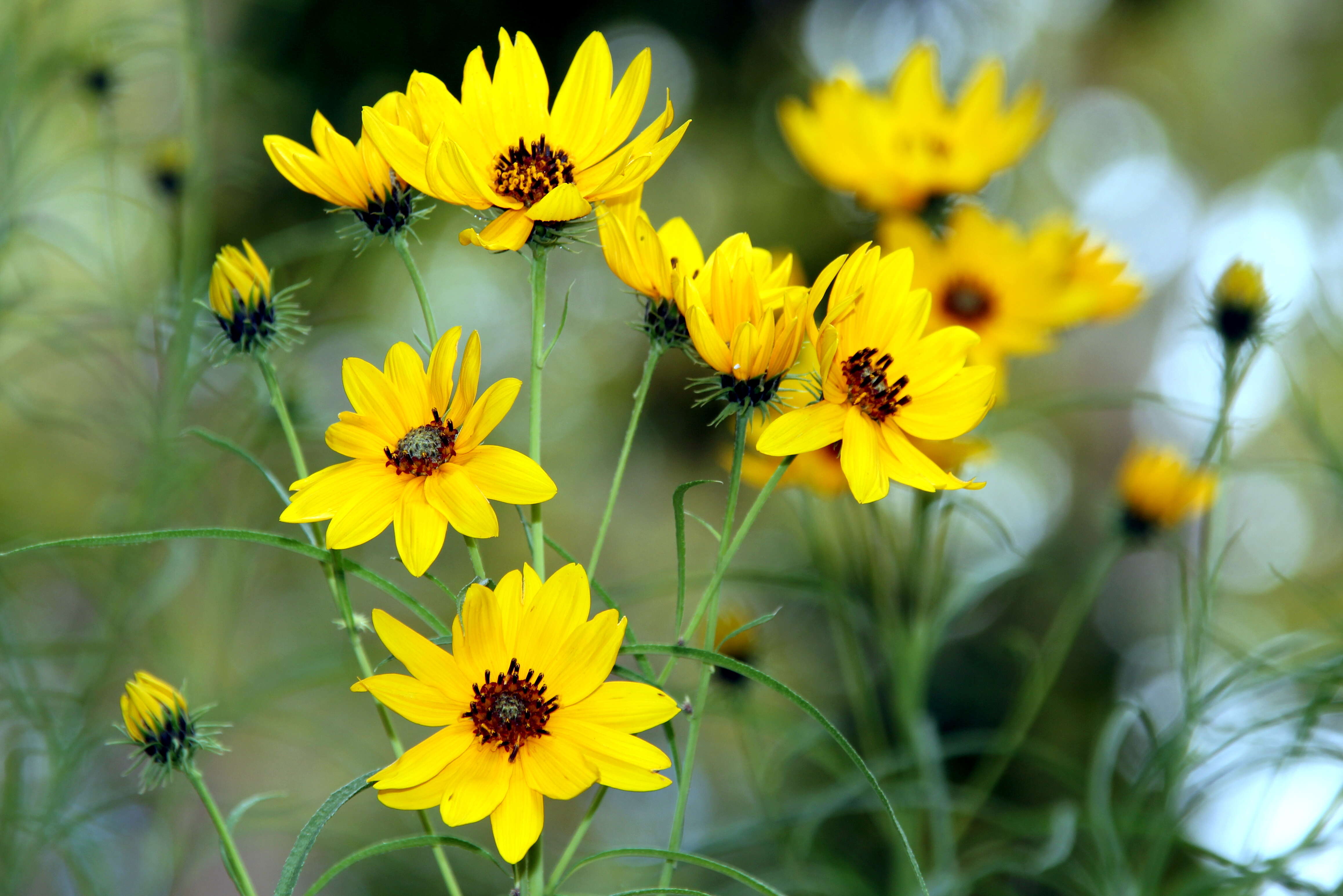 Image of willowleaf sunflower